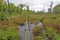 Boardwalk Through a Wilderness Marsh