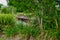 Boardwalk winds through lake  at Mapleton Lilyponds Queensland