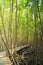 Boardwalk wooden path in mangrove forest