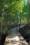 Boardwalk wooden path in mangrove forest