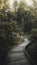 Boardwalk in the woods in Australia mobile phone wallpaper