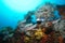 Boarfish and colorful sponges on Claris Wreck