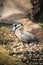 Boat Billed Heron