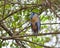 Boat-billed Heron