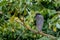 Boat-billed Heron in Cano Negro National Park in Costa Rica