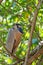 Boat-billed Heron (Cochlearius cochlearius