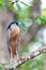 Boat-billed heron Cochlearius cochlearius, river Tarcoles, Costa Rica