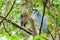 Boat-billed Heron (Cochlearius cochlearius) in thick mangrove bushes in Costa Rica