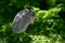 A boat-billed heron in a tree