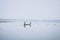 Boat fishing in inle lake landscape