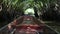 Boat floating on canal river water and moving through wild woods Nipa palm green tree tunnel in Surat thani province, Thailand.