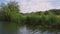 Boat footage of trees and reeds on a riverbank blowing on a windy day