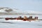 Boat frozen in the sea ice at Resolute Bay, Nunavut, Canada