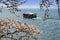 Boat on lake Biwa and cherry blossom