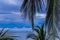 Boat In The Ocean Floating Palm Tree Branch Pattern Texture Details Abstract Symmetry In Mombasa City County Kenya East African