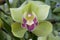 Boat orchid Cymbidium