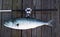 Boat Rod and Bluefish