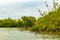 Boat safari through mangrove jungle Bentota Ganga River Bentota Beach Sri Lanka