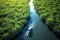 Boat sailing on the river in the middle of a tropical mangrove forest. Boat floating on a river with mangrove trees. Generative AI