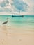 Boat sailing in the sea with a heron on the foreground