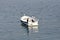 Boat with seagulls and Grebes -aquatic diving birds, Mali Losinj, Croatia