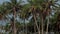 Boat standing on shore in the palm forest