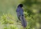 Boat-tail Grackle on Bald Cypress Limb