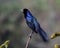 Boat-tailed Grackle on a branch