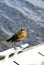 Boat-tailed grackle in Everglades National Park, Florida, USA