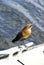 Boat-tailed grackle in Everglades National Park, Florida, USA