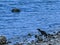 Boat Tailed Grackle Feeding in the Lagoon