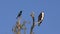 Boat-Tailed Grackle and osprey on a tree.