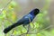 Boat-tailed grackle, quiscalus major