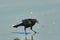 Boat tailed grackle (Quiscalus major)
