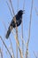 Boat-tailed Grackle Singing in a Tree