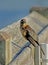 A Boat-Tailed Grackle sits perched on an ocean pier.