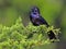 Boat-tailed Grackle in Tree