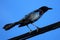Boat-tailed Grackle On a Wire