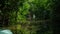 Boat tour in Caroni Swamp mangrove channels in Trinidad