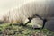 Boat under willow in foggy morning, peaceful relaxation leisure concept