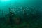 Boat wreck, schooling fishes in Ambon, Maluku, Indonesia underwater photo