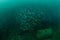 Boat wreck, schooling fishes in Ambon, Maluku, Indonesia underwater photo