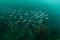 Boat wreck, schooling fishes in Ambon, Maluku, Indonesia underwater photo