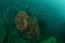 Boat wreck, schooling fishes in Ambon, Maluku, Indonesia underwater photo