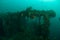 Boat wreck, schooling fishes in Ambon, Maluku, Indonesia underwater photo