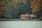 the boathouse on an island in the archipelago during autumn