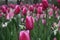 Boathouse Tulips 2020 I