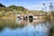 Boathouses and reed at lake Kochelsee