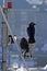 Boating Jackdaws.