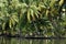 Boatman navigating on the Kerala backwaters